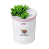 Succulents Mini USB Humidifier